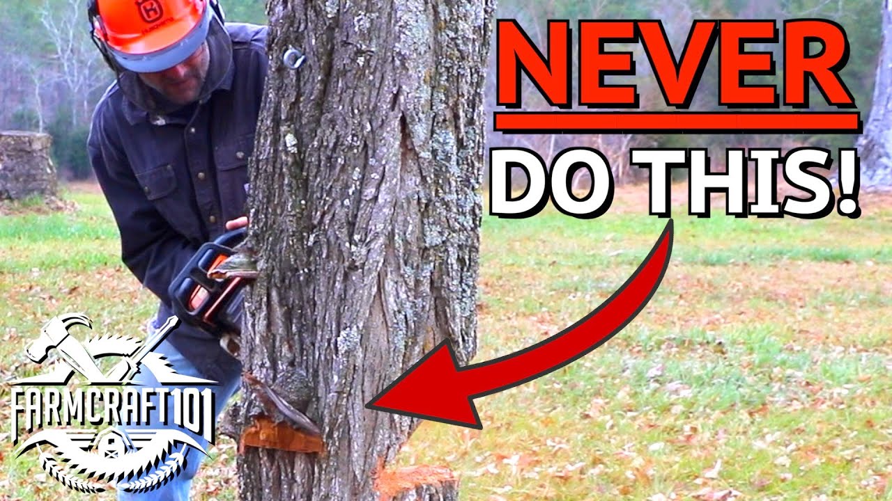  Hoe een boom te vellen